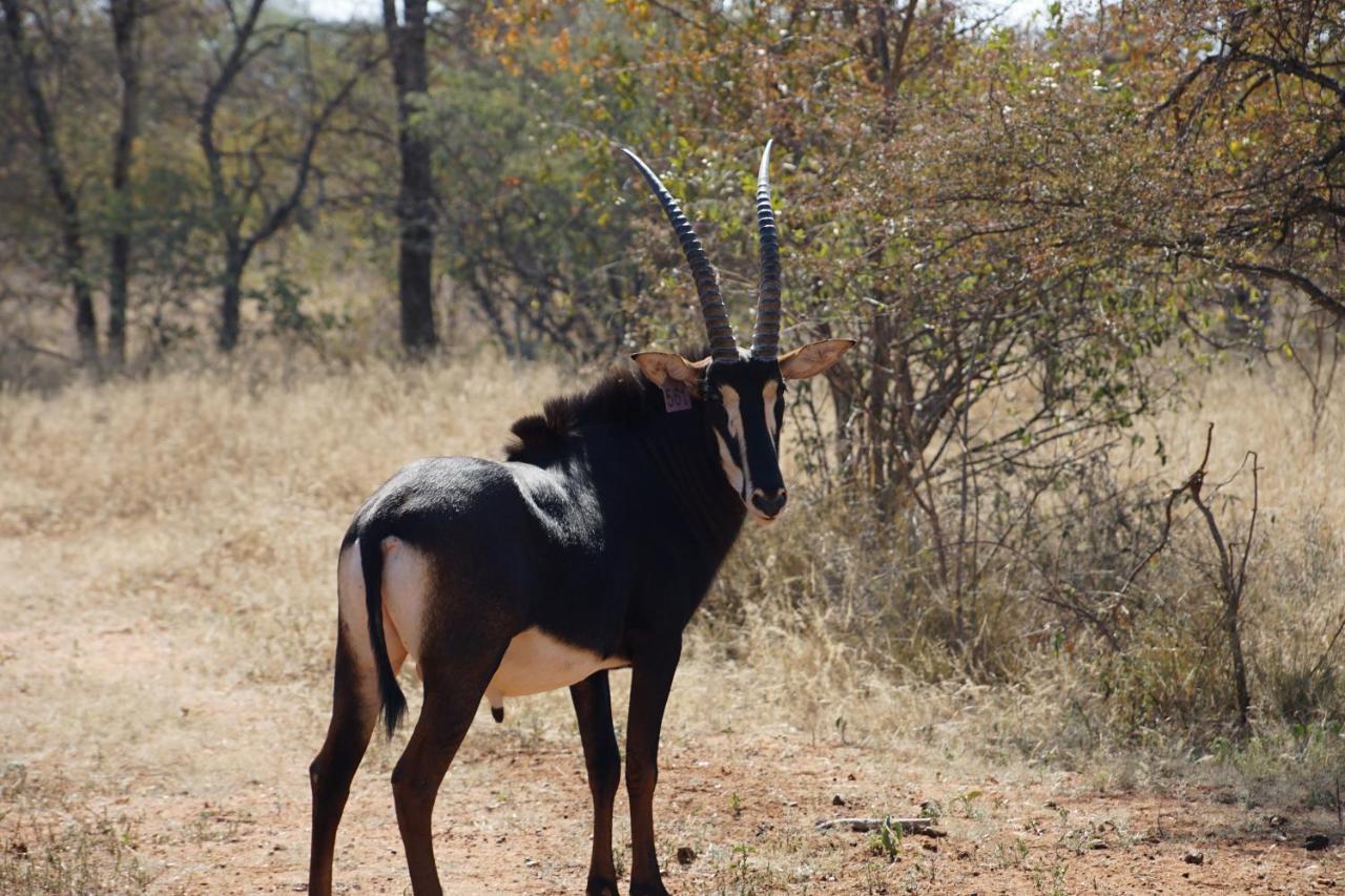 Kwele Game Lodge Beauty Exterior photo
