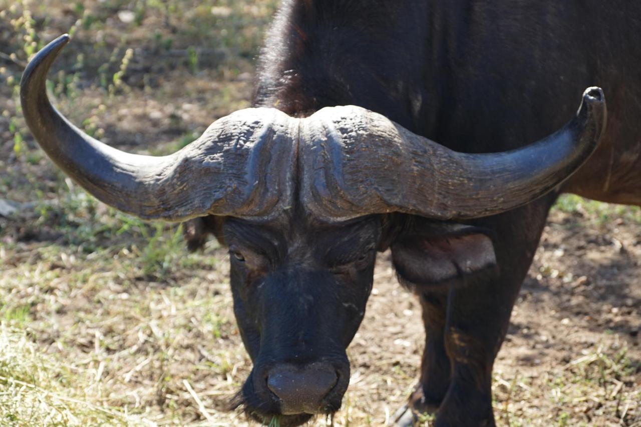 Kwele Game Lodge Beauty Exterior photo